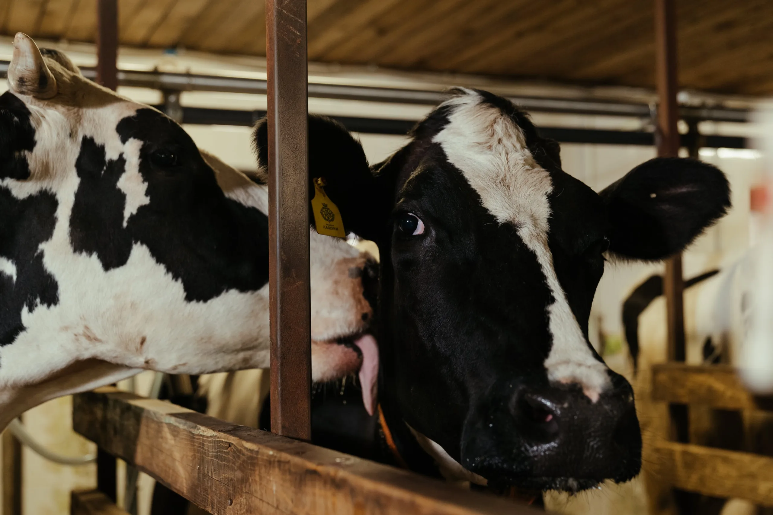 Two cows standing in a barn, surrounded by hay and wooden beams.