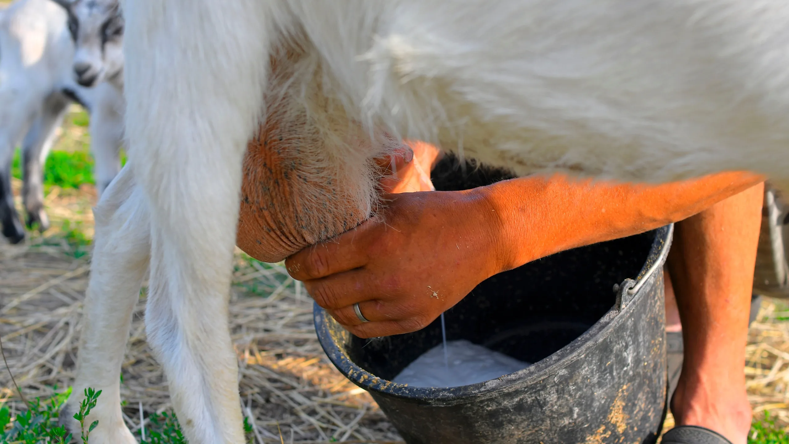 A person milking a goat, showcasing the traditional practice of extracting milk from a goat.