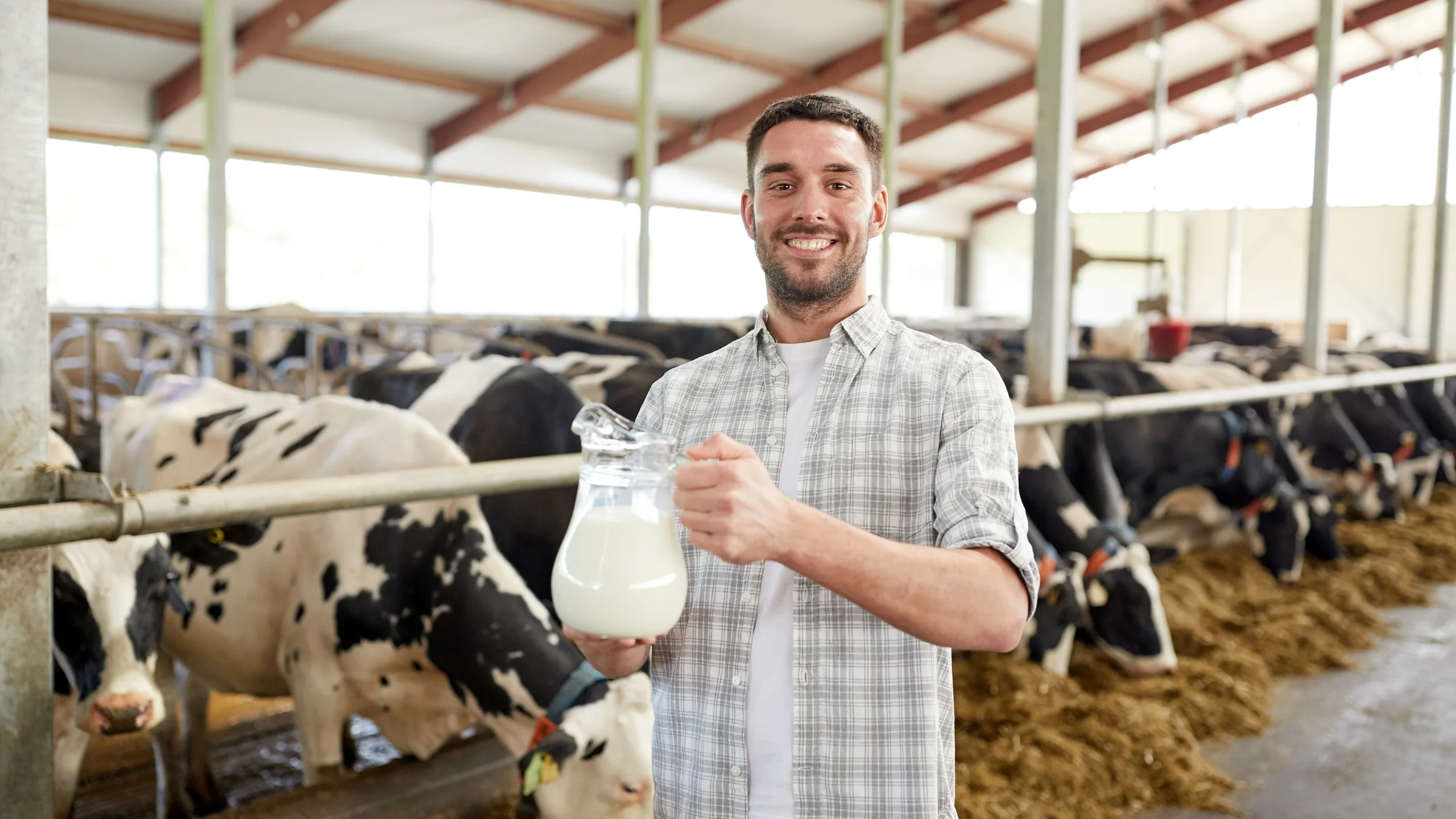 A man holding a milk jug in front of a group of cows, ready to collect fresh milk.