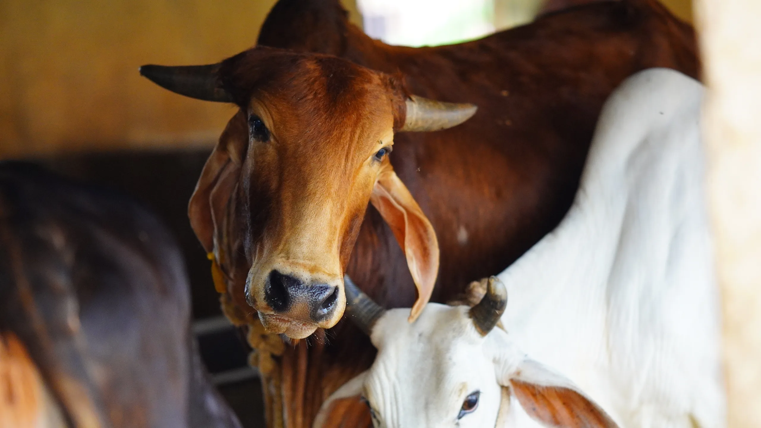 A cow and a bull standing side by side in a field.