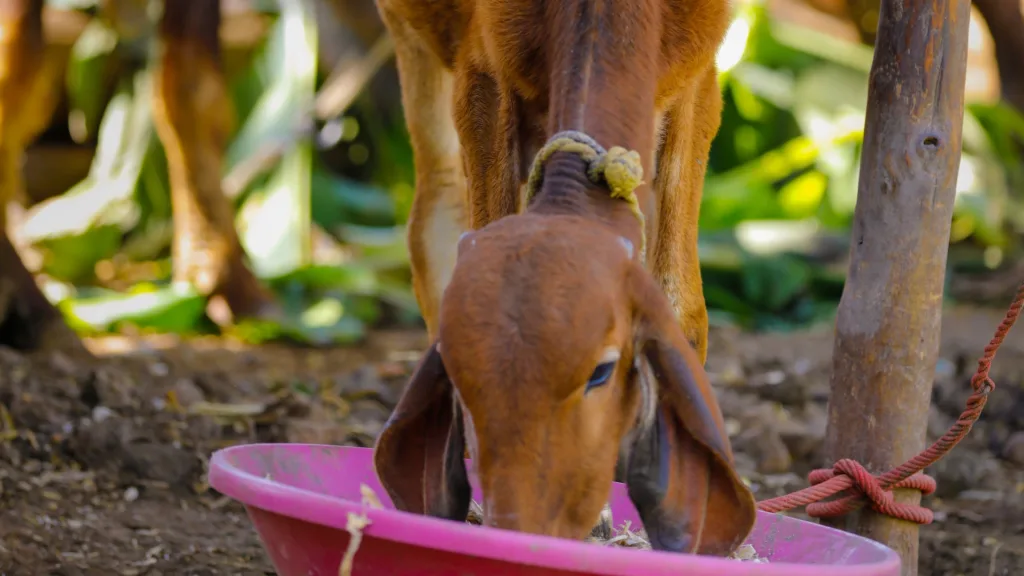 A cow enjoying a meal from a pink bowl.