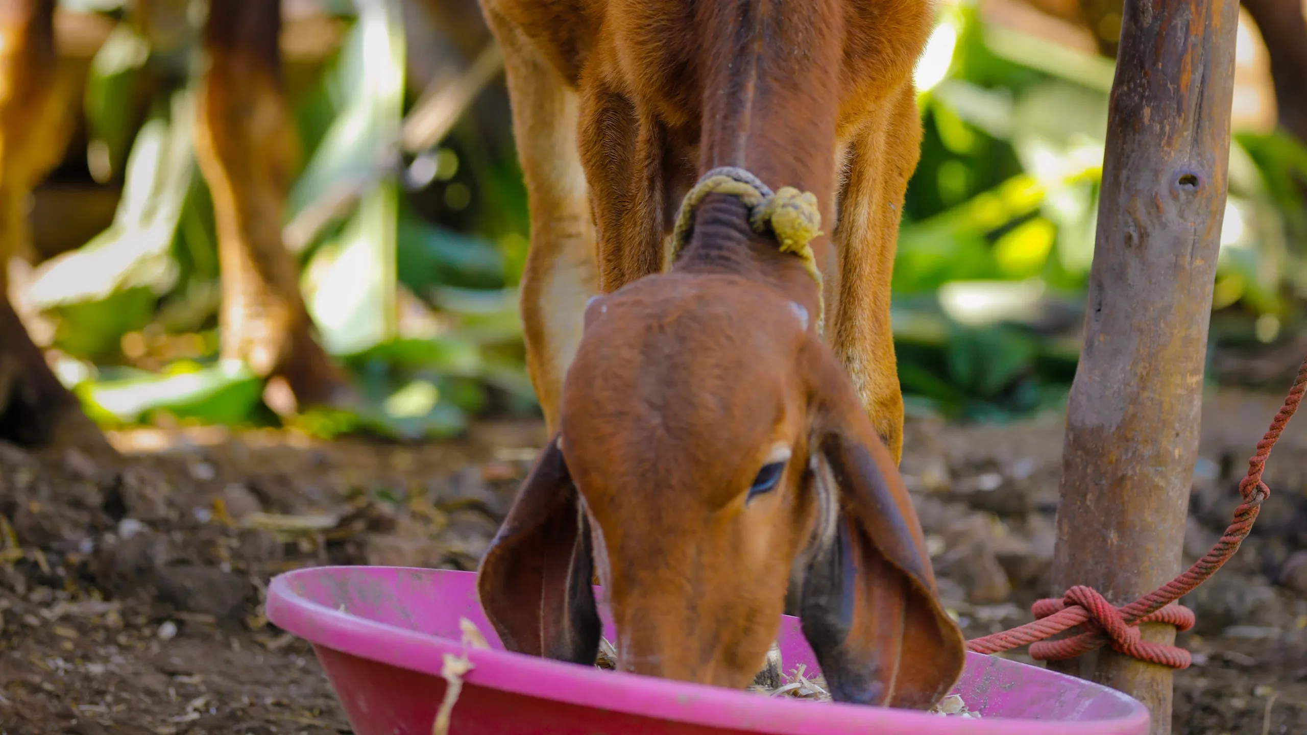 A cow enjoying a meal from a pink bowl.