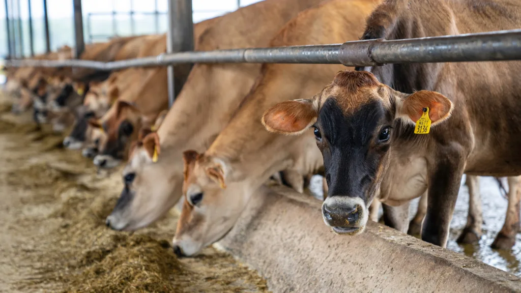 A group of cows enjoying their meal of kaaamaye bio herbals's hay inside a barn.